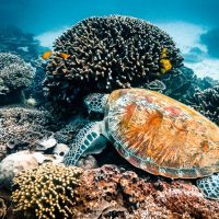 Best Dive Sites for Komodo Diving