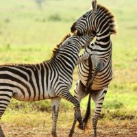 Tanzania Safari Tour: Explore the wildlife tour