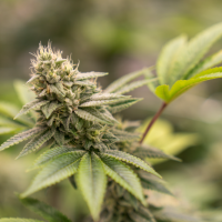 Buy Weed Online BC Providing Local Access to Fresh and Potent Strains