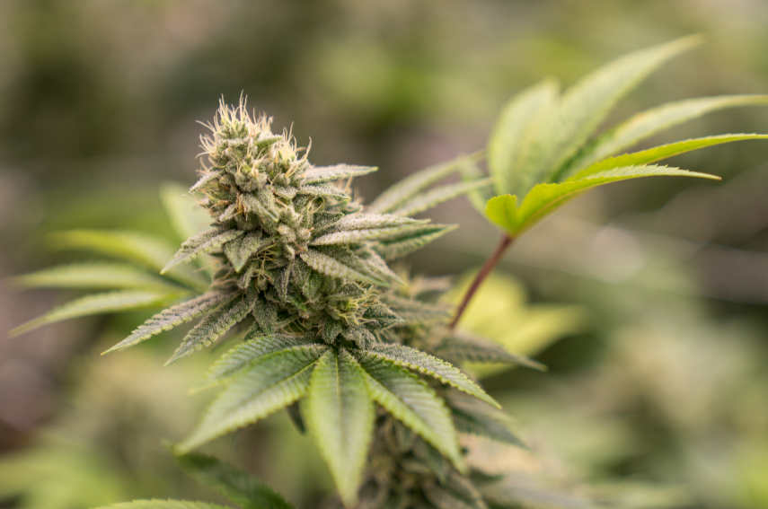 Buy Weed Online BC Providing Local Access to Fresh and Potent Strains